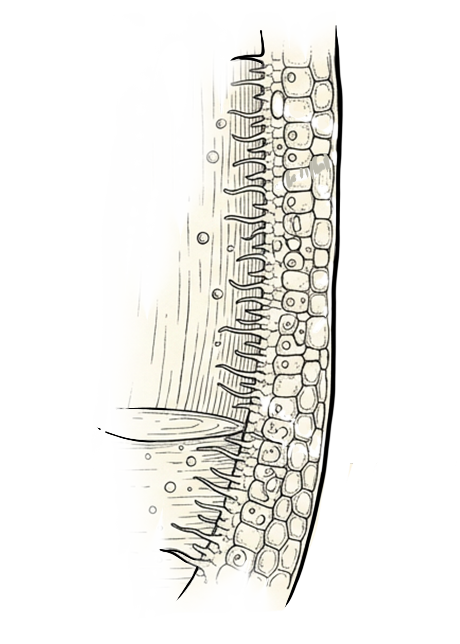 Wchłanianie składników